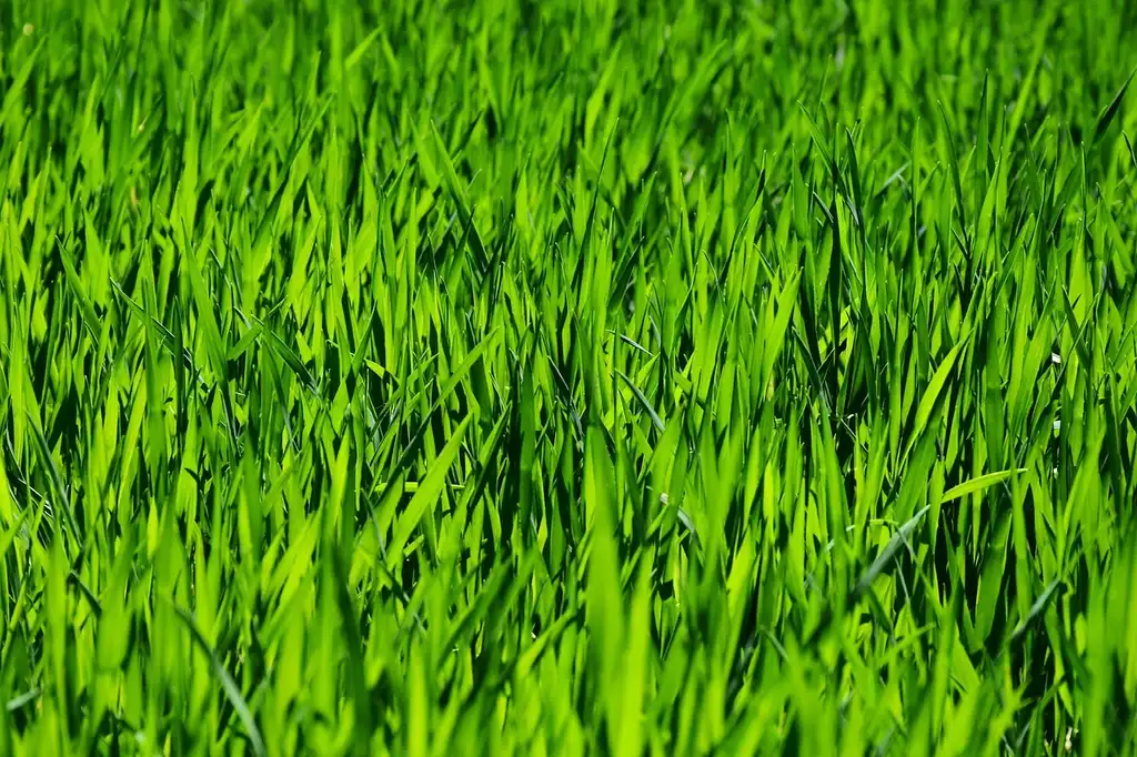 What is the difference between landscaping and lawn care services?