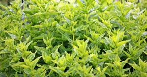 Landscaping Services for Herb Garden Installation