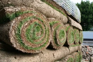 Landscaping Services for Lawn Renovation