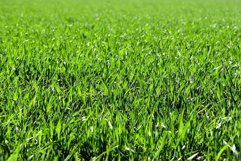 What lawn renovation actually includes