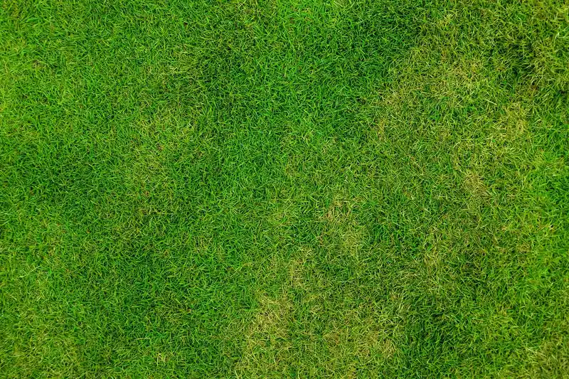When does a lawn need renovation?