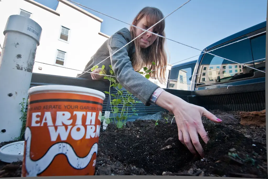 Mulch being spread around a newly planted shrub in a neatly edged planting bed