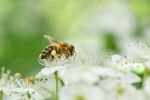 Landscaping Services for Pollinator-Friendly Yards