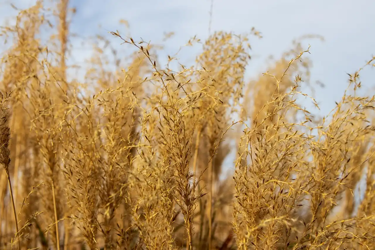 Native plants by bloom season