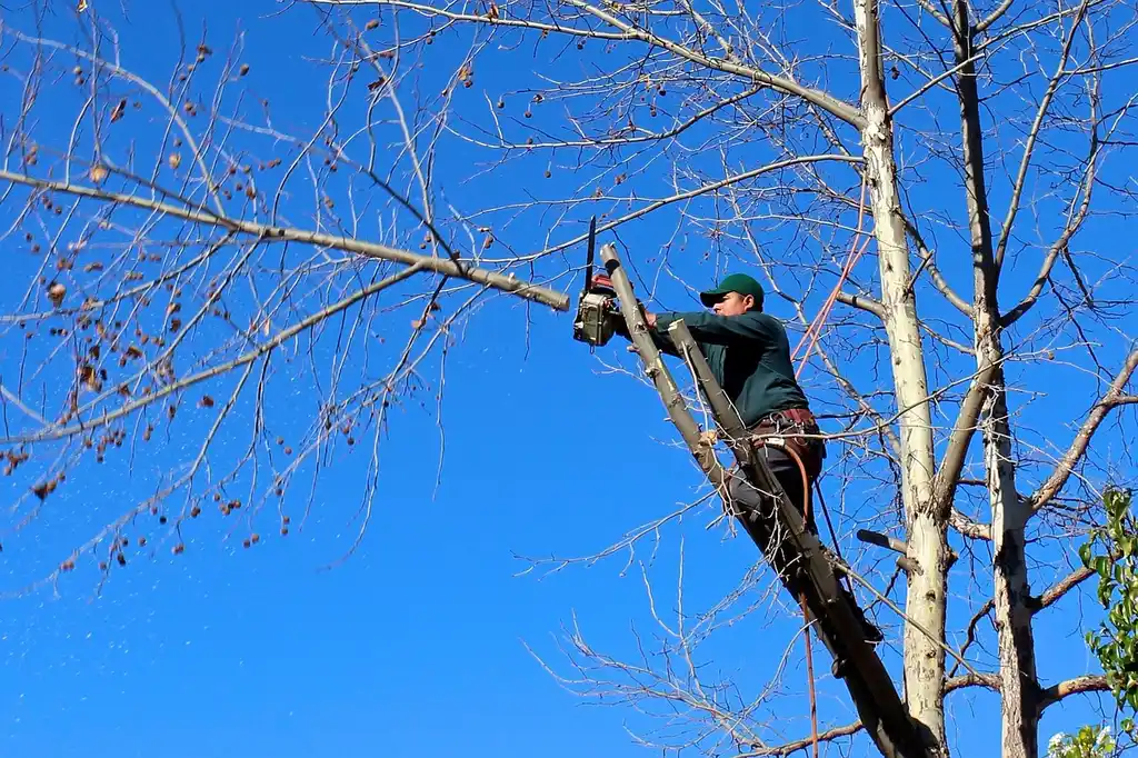 Landscaping services for tree and shrub care with a technician inspecting a tree and shrub bed