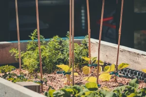Landscaping Services for Vegetable Garden Setup