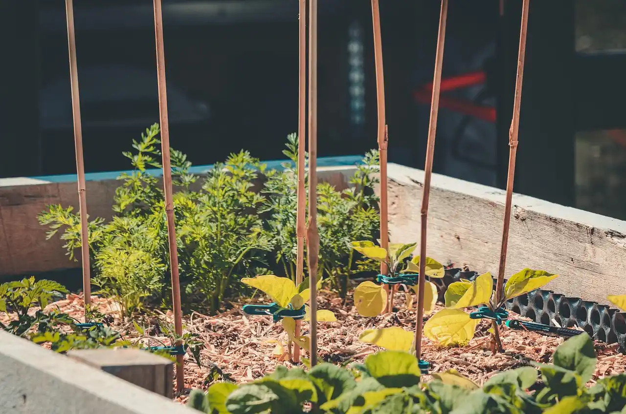 Landscaping services for vegetable garden setup with raised beds, soil grading, and irrigation layout in a backyard