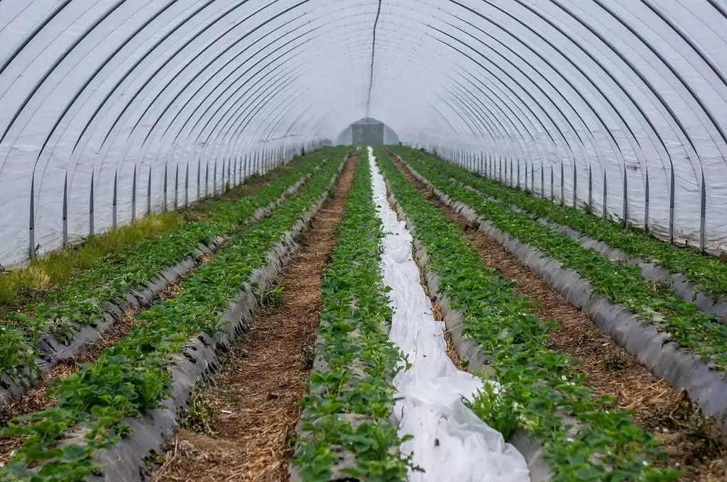 How should irrigation and access be planned?