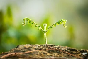 Is Leaf Mold Safe for Vegetable Gardens?