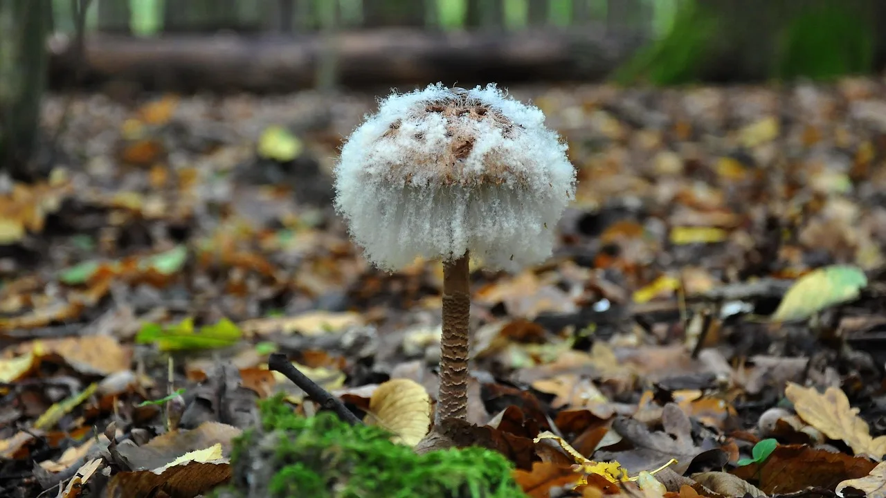 What leaf mold is