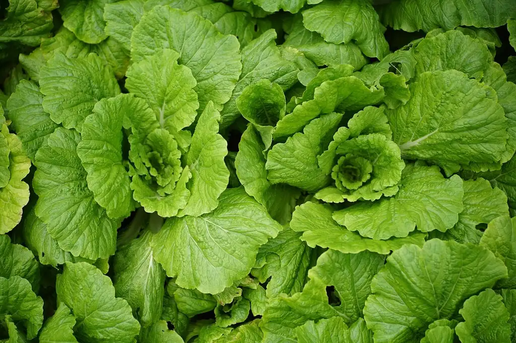 How do you use leaf mold in a vegetable garden?