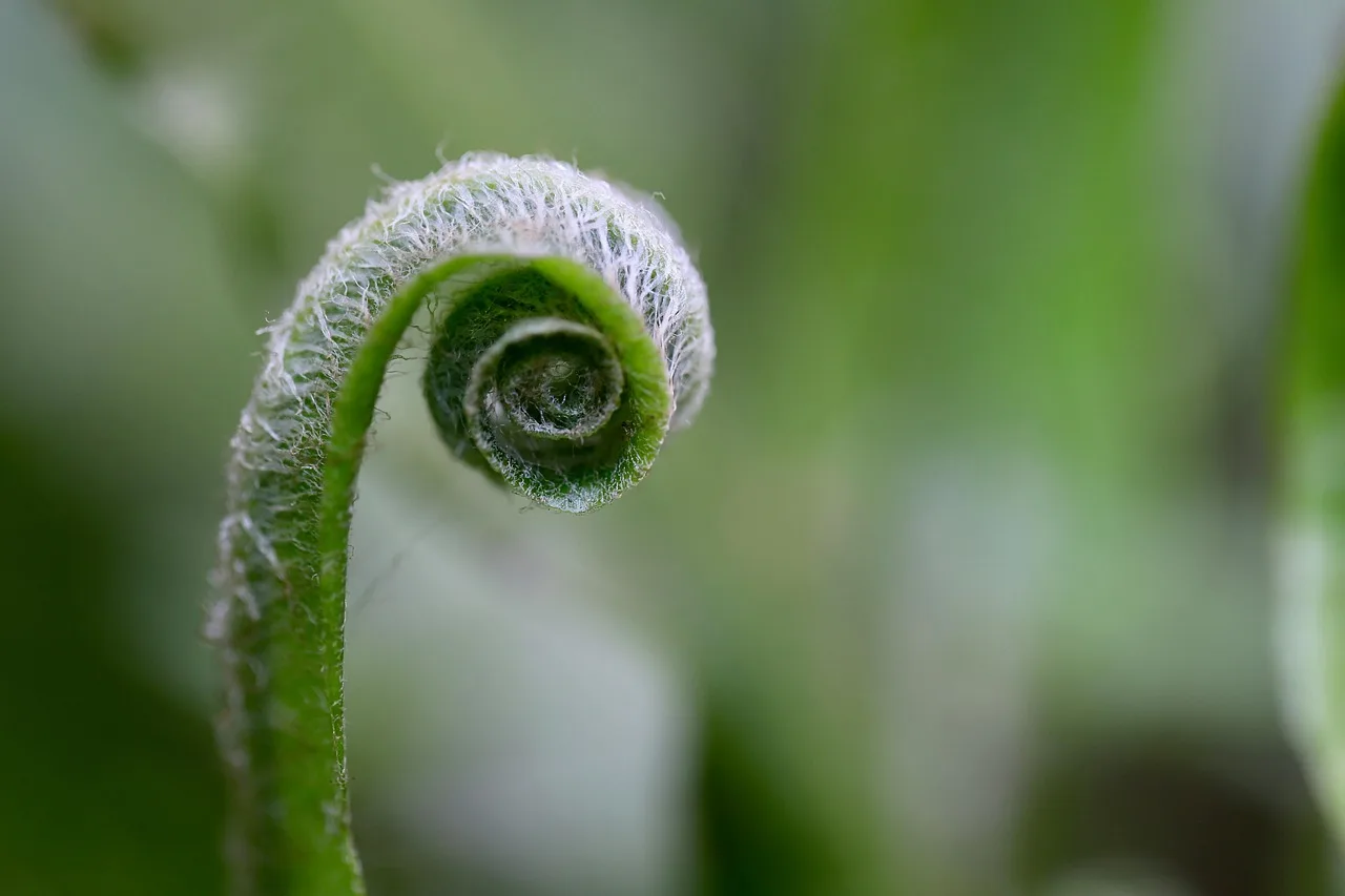 Growing tip mitosis checklist