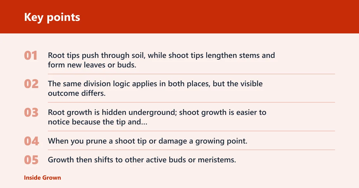 Key points: Why apical meristems drive growth