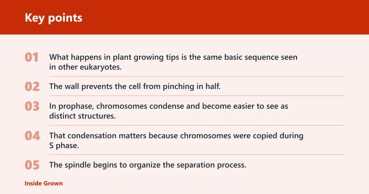 Key points: The four stages of mitosis in plant cells