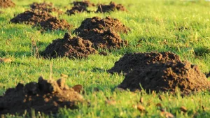 Is Mole Repellent Safe for Vegetable Gardens?