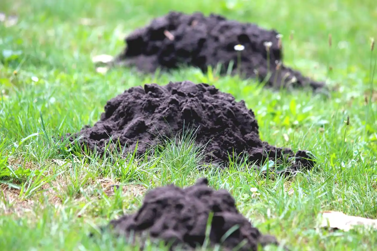 What counts as mole damage?