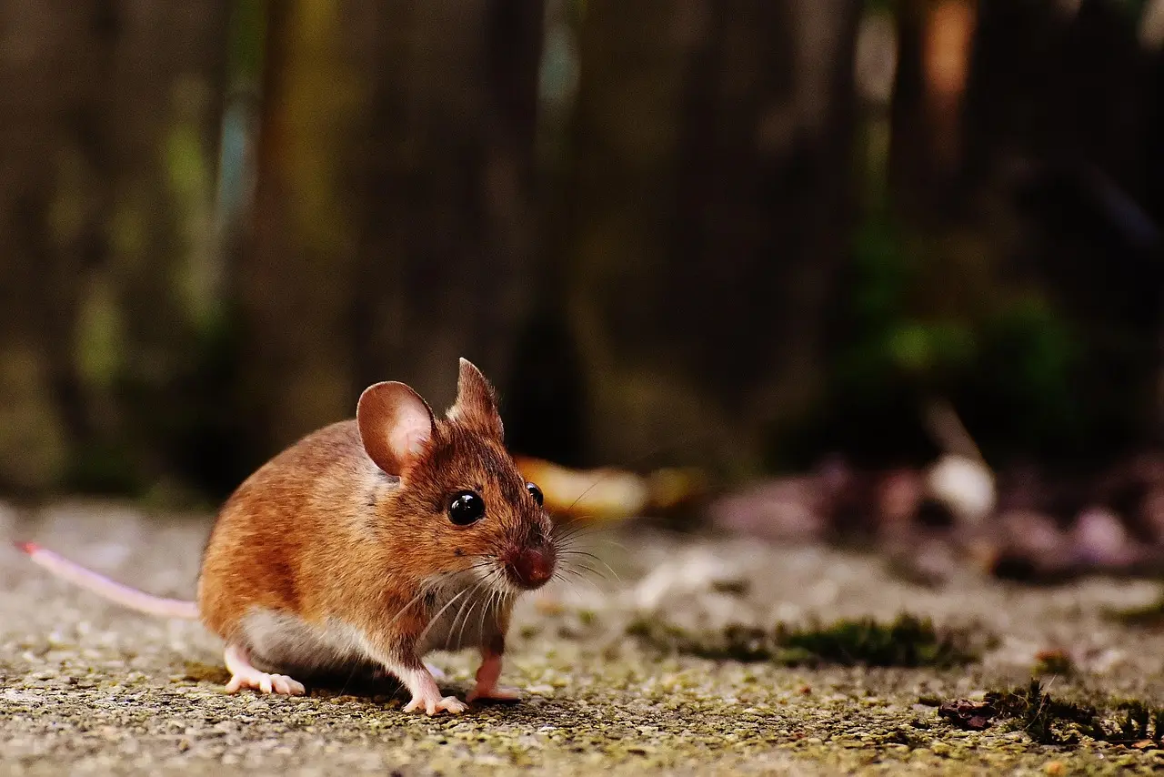 Why rodent control matters near vegetables