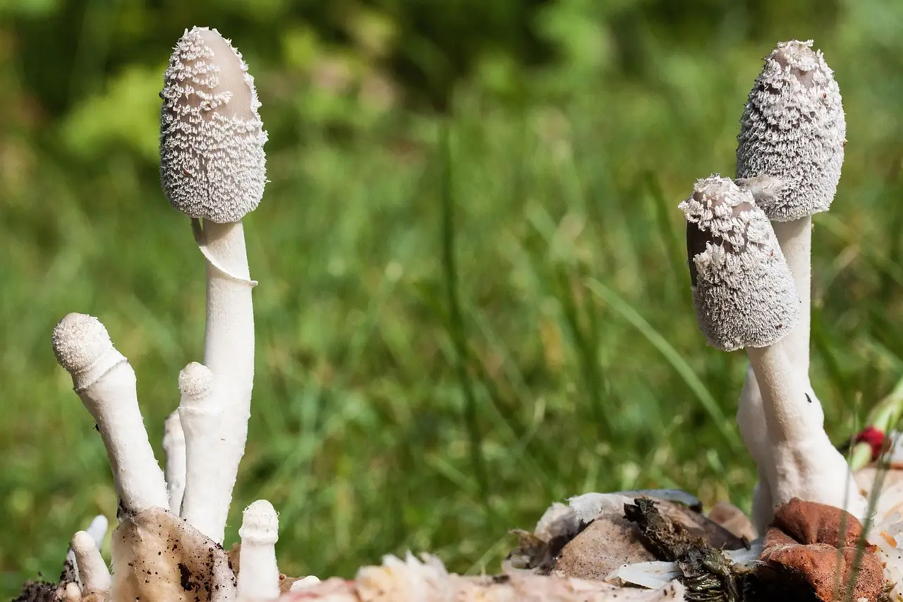 What mushroom compost is