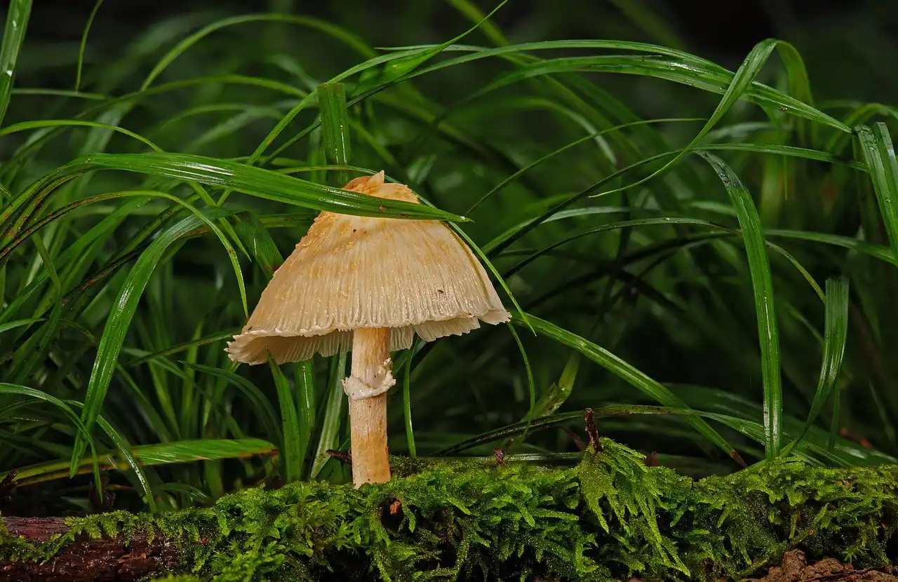 Can mushroom compost be used around seeds and seedlings?