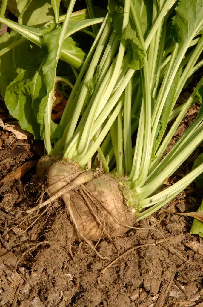 Close-up of garden soil, compost, and a soil test kit in a gardener’s hands