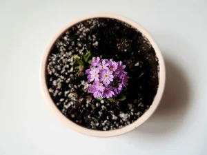 Can You Overwinter Geraniums Indoors Without Losing Them?