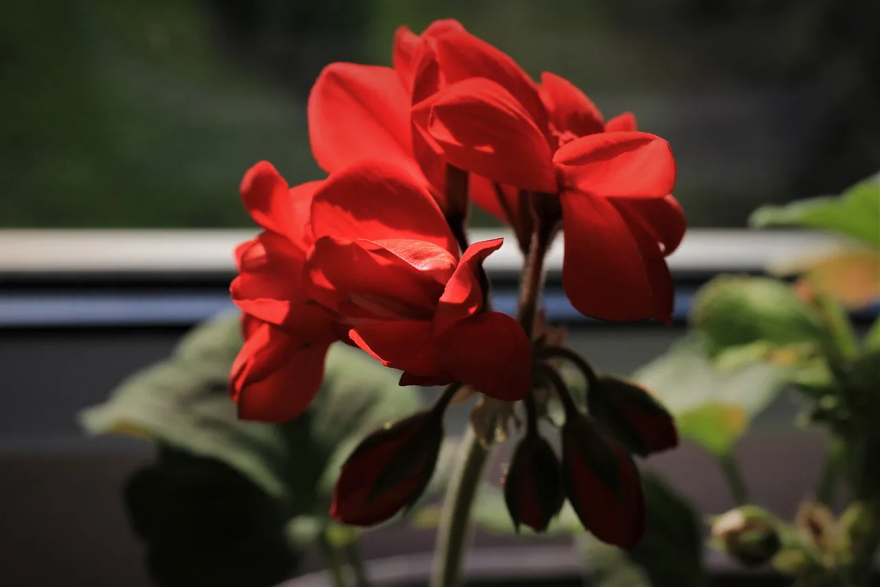 Can you overwinter geraniums indoors?