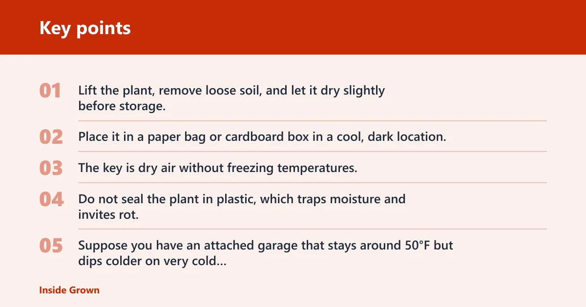 Key points: Store geraniums dormant