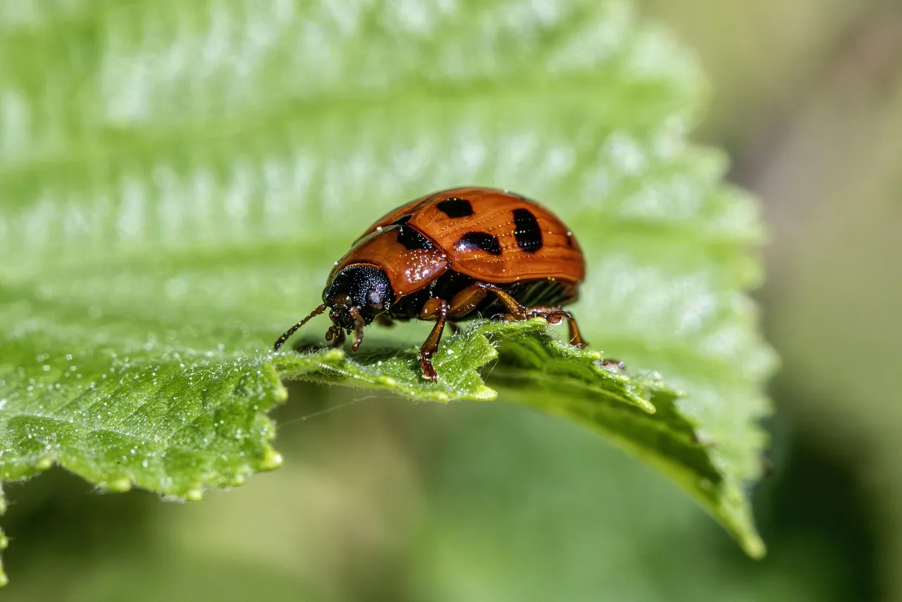 Pest control granules applied along the edge of a vegetable bed, away from tomatoes and lettuce