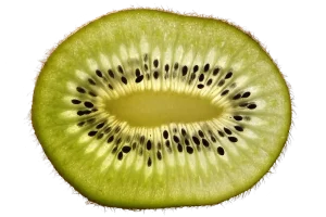 Plant tissue types: dermal, vascular, and ground tissue