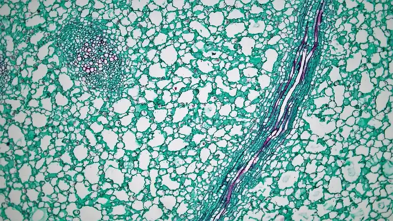 Close-up of a stem cross-section showing outer epidermis and vascular bundles.