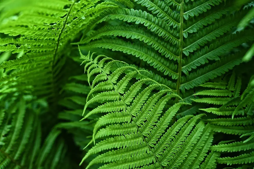 What does vascular tissue do in plants?