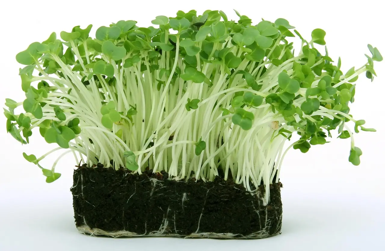 How are roots, stems, and leaves different in cross-section?