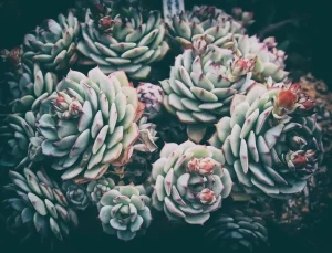 Plants for a Desert Botanical Garden Theme