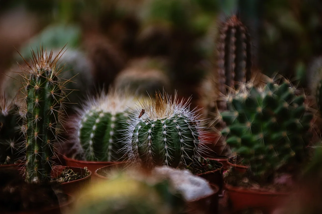 Desert collection planting matrix