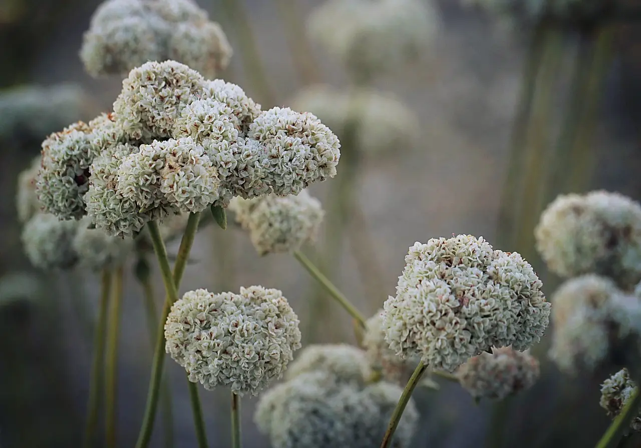 How do native desert plants and xeriscaping fit together?