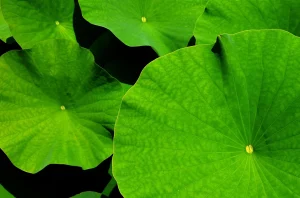 Plants for a Tropical Botanical Garden Theme