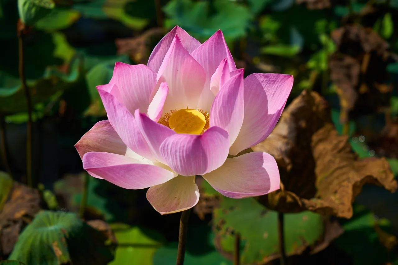 How do you layer a tropical garden?