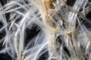Root Hairs: Small Structures with a Big Job