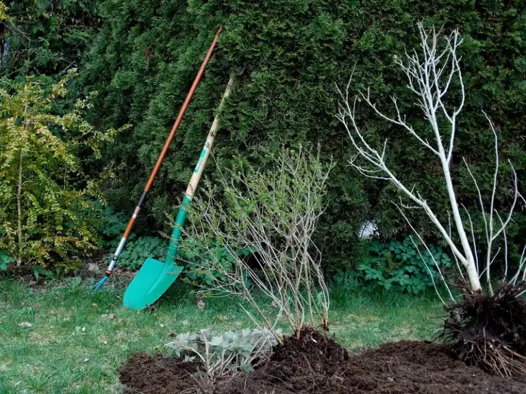 Homeowner and landscaper inspect seasonal landscaping tasks in a suburban yard