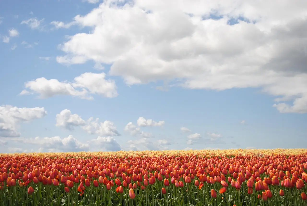 Spring landscaping services to schedule first
