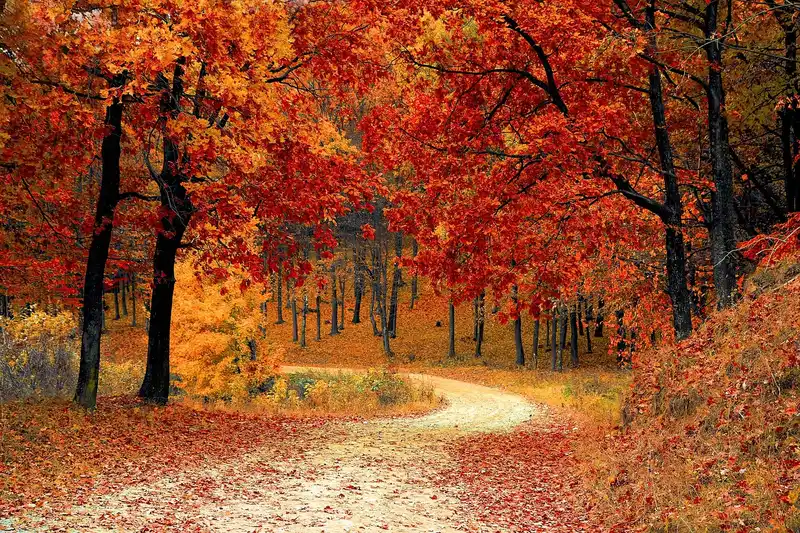 Fall services that prevent winter damage