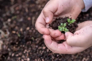 Seed Germination Stages: What Happens First