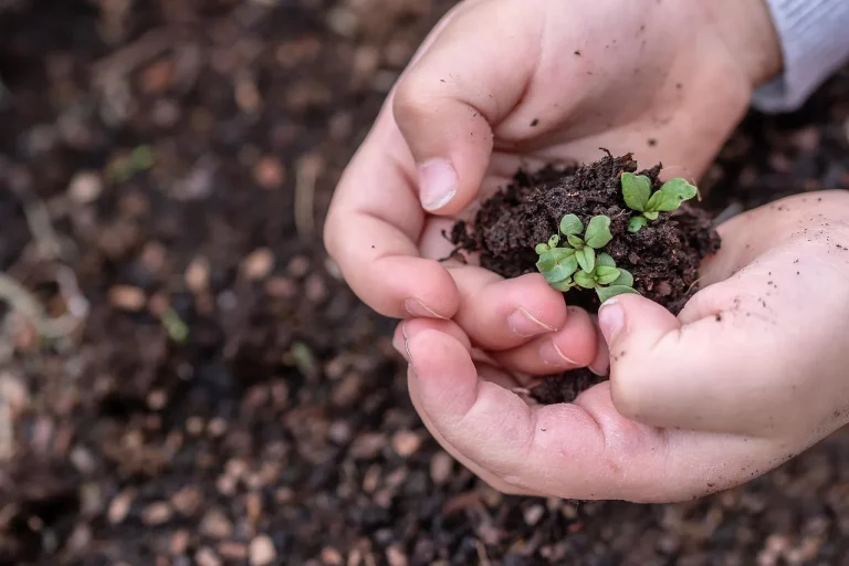 Seed germination stages shown in a tray of soil with cracked seeds, root tips, and a tiny sprout