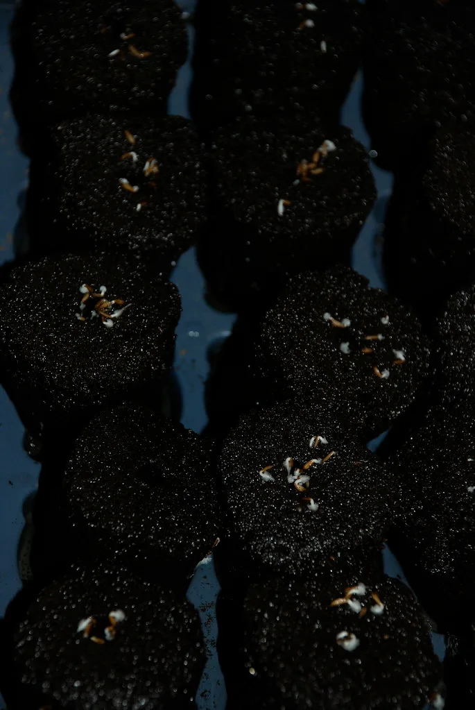 Close-up of a germinating seed with a white root tip emerging from split seed coat