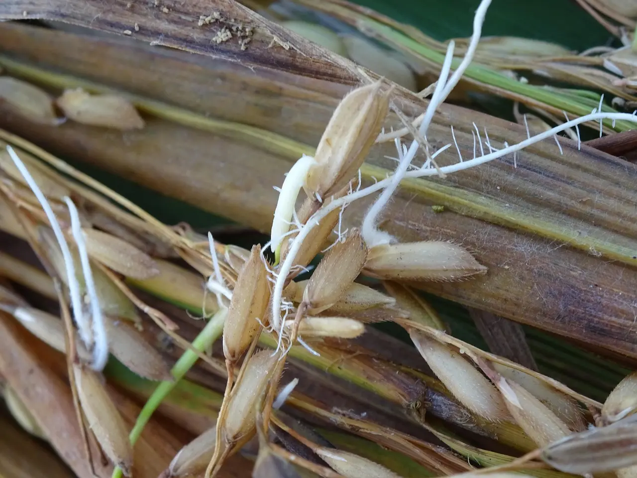 What is the radicle, and does the root come out first?