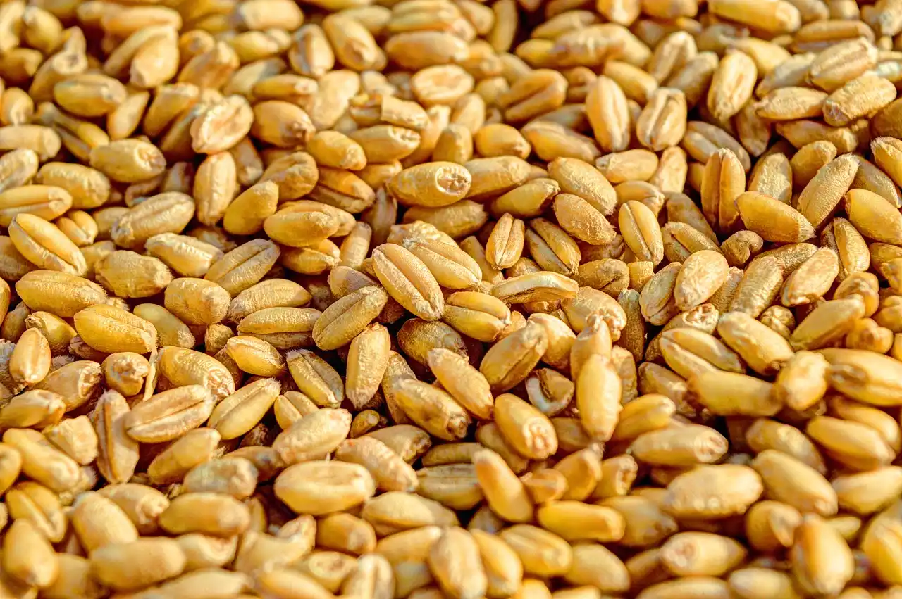 Stage-by-stage visual checklist for healthy germination