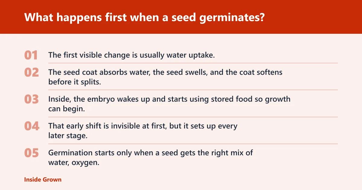 Steps: What happens first when a seed germinates?