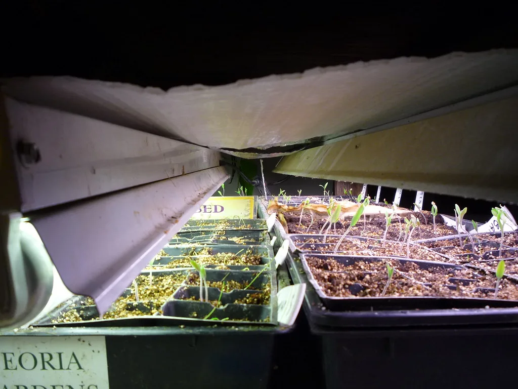 Hand filling seed trays with seed-starting mix beside a spray bottle