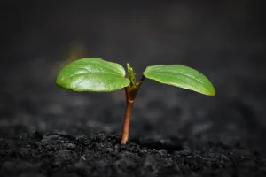 Signs Your Garden Soil Drains Too Fast