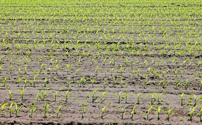 Signs your soil may be draining too fast